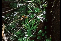 actin.semiflabellata-Ankarana-March-Apri1996