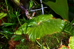 actiniopteris.semiflabellata-Aug.2020