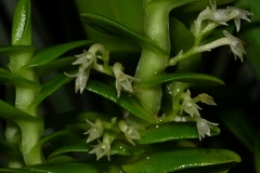 ang.alleizettei_8760