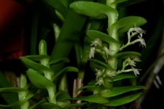 ang.alleizettei_8767