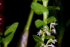 ang.alleizettei_8768