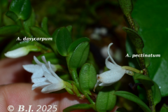 ang.dasycarpum-pectinatum-1