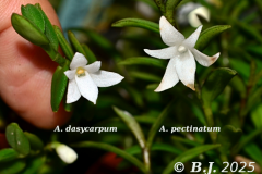 ang.dasycarpum-pectinatum-2