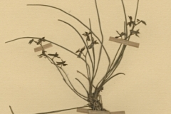 angcm.pinifolium-Type-Herbar-Bosser1964