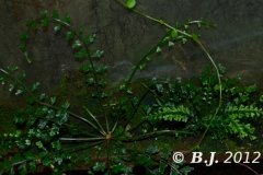 aspl.dregeanum-Nov.2012