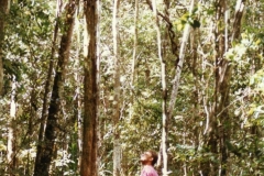 aspl.nidus-O-Kueste-Madag-91b