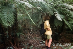 caythea-capensis-Susanne