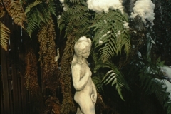 dicksonia.antarctica-11.99