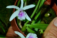 l.lundii_1