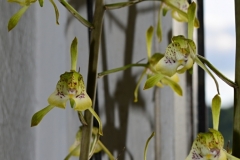 oecl.longebracteata.Aug12_025