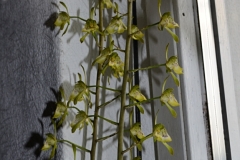 oecl.longebracteata.Aug12_24