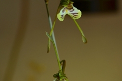 oecl.spathulifera.Juni2019Gerlach