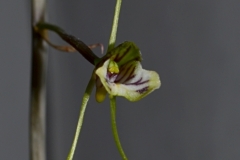 oecl.spathulifera.Juni2024.22862.F.dAnkarana