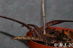 oecl.spathulifera.Mai2024.F.dAnkarana