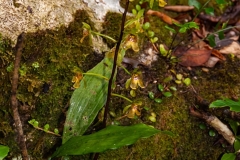 oecl.ambrensis-2009-1