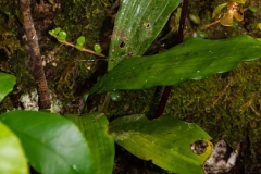 oecl.ambrensis-2009-2