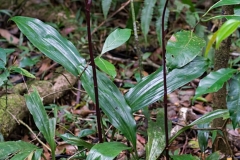 oecl.ambrensis.-ambre-2016