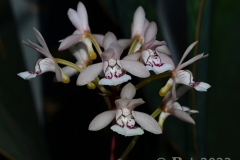 oec.antsingyensisOkt23_5516