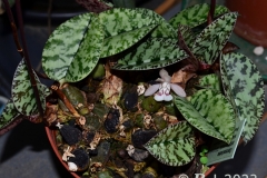 oec.antsingyensisOkt23_5520