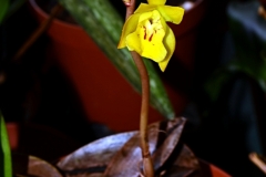 oec.boinensis.Juli21_1959