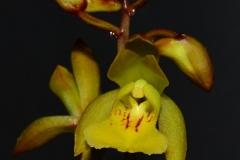 oec.boinensisJuli22_3826