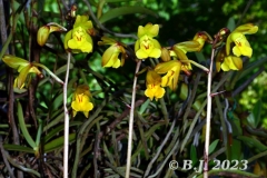 oec.boinesisAug23_5371