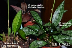 oecl.spec_.3x.Aug25_Texte