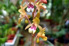 oecl.spec_.Gr_.Comore.Okt25_5823