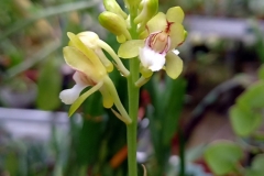 oecl.spec_.Gr_.Comore.helle_5815