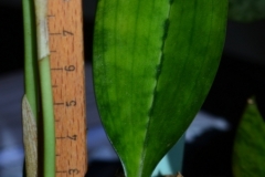 oecl.spec_.Komoren.Aug25_8086