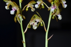 oecl.spec_.Komoren.Aug25_8090