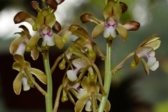 oecl.spec_.Komoren.Aug25_8097