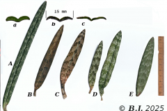 O.decaryana-B-O.spathulifera-Ankarana-C-O.spathulifera-Antsiranana-D-O.spathulifera-albinotischer-Typ-Madag.-E-O.spathulifera-NO-KwaZulu-Natal