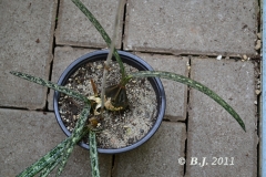 oecl.decaryana-Juli2011