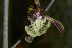 oecl.decaryana.11.Juli01