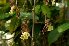 oecl.decaryana.Aug_.2010-1