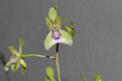 oec.lonchophylla.exMt_.d.Francaise-Okt22_4176