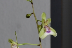 oec.lonchophylla.exMt_.d.Francaise-Okt22_4177