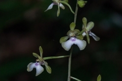 oec.lonchophylla_Ankarafantsika3