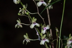 oec.lonchophylla_AnkarafantsikaA.Hartig_2