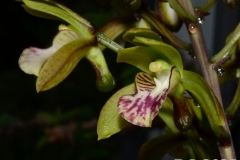 oec.maculata.bigMai25_7694