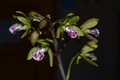 oec.maculata.robustaMai24_6250