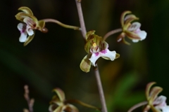 oecl.perrieri.2022.Apr_3487