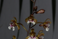 oecl.perrierii.Mai12_019