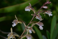 oecl.peyrotii.10096_5397a