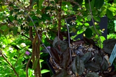 oecl.peyrotii.Nr_.560-561Juli15_07