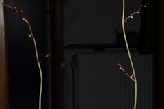 oecl.peyrotii.gruenesBlatt.Juli23_5251