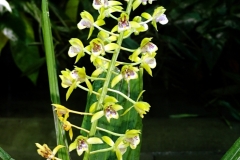 oecl.pulchra-Sept11_0706