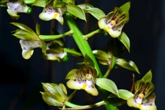 4.9.'11, RM, Samen: Sambava ca.100m