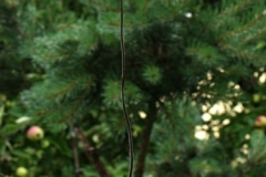 oecl.rauhii.Juli2004_Speckm4